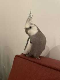 Lost Cockatiel