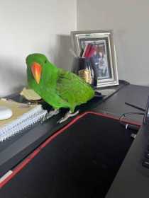 Lost Eclectus