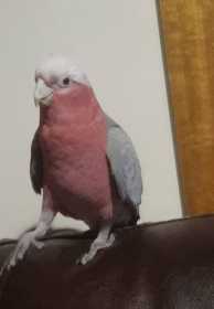 Lost Galah Cockatoo