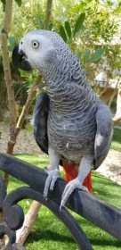 Lost African Grey