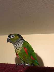 Lost Conure
