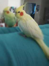 Lost Cockatiel