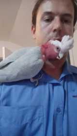 Lost Galah Cockatoo