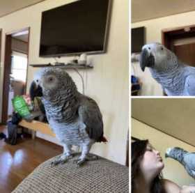 Lost African Grey