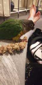 Lost Conure