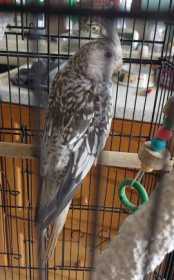Lost Cockatiel