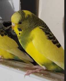 Lost Budgerigar