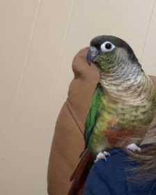 Lost Conure