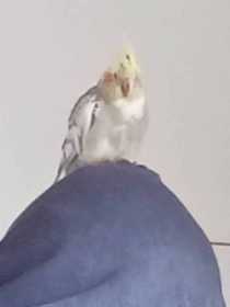 Lost Cockatiel