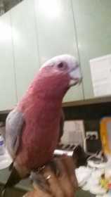 Lost Galah Cockatoo