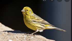 Lost Canary
