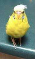 Lost Budgerigar