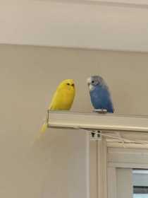 Lost Budgerigar