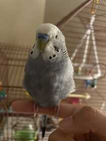 Lost Budgerigar