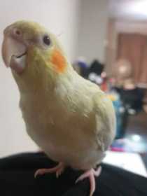 Lost Cockatiel