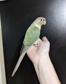 Lost Conure