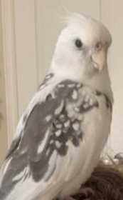 Lost Cockatiel