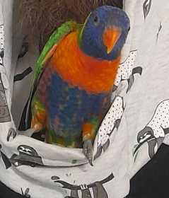 Lost Lory / Lorikeet