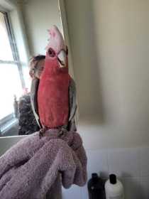 Lost Galah Cockatoo