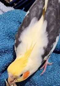 Lost Cockatiel