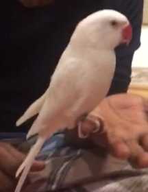 Lost Indian Ringneck Parakeet