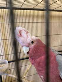 Lost Galah Cockatoo