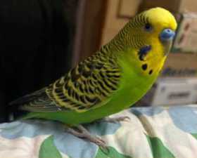 Lost Budgerigar