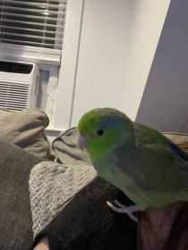 Lost Parrotlet