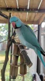 Lost Indian Ringneck Parakeet