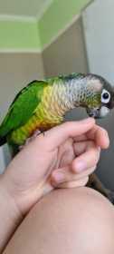 Lost Conure