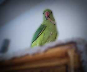 Lost Indian Ringneck Parakeet