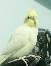 Lost Cockatiel