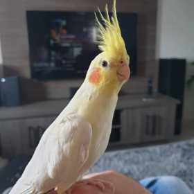 Lost Cockatiel