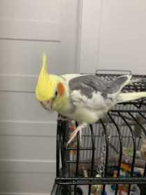 Lost Cockatiel