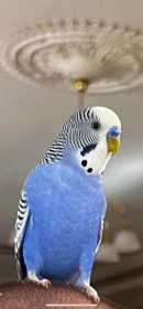 Lost Budgerigar