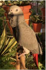 Lost African Grey