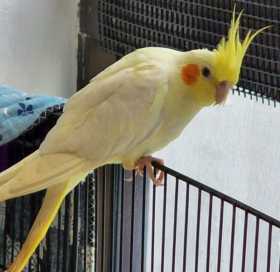 Lost Cockatiel