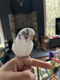 Lost Budgerigar