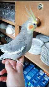 Lost Cockatiel