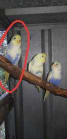 Lost Budgerigar