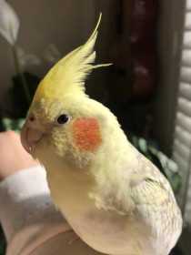 Lost Cockatiel