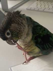 Lost Conure