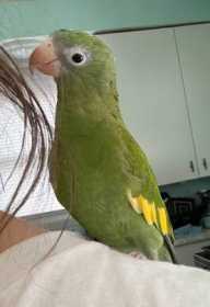 Lost White-Winged / Canary-Winged Parakeet