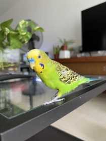 Lost Budgerigar