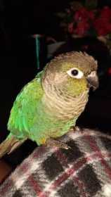 Lost Conure