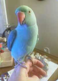 Lost Indian Ringneck Parakeet