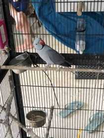 Lost Indian Ringneck Parakeet