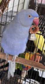 Lost Indian Ringneck Parakeet