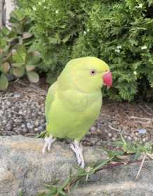 Lost Indian Ringneck Parakeet