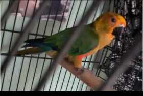 Lost Conure